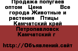 Продажа попугаев оптом › Цена ­ 500 - Все города Животные и растения » Птицы   . Камчатский край,Петропавловск-Камчатский г.